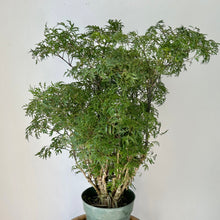 Load image into Gallery viewer, Ming Aralia Stump (Polyscias fruticosa) approximately 2 feet tall in 6” pot
