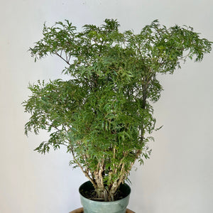 Ming Aralia Stump (Polyscias fruticosa) approximately 2 feet tall in 6” pot