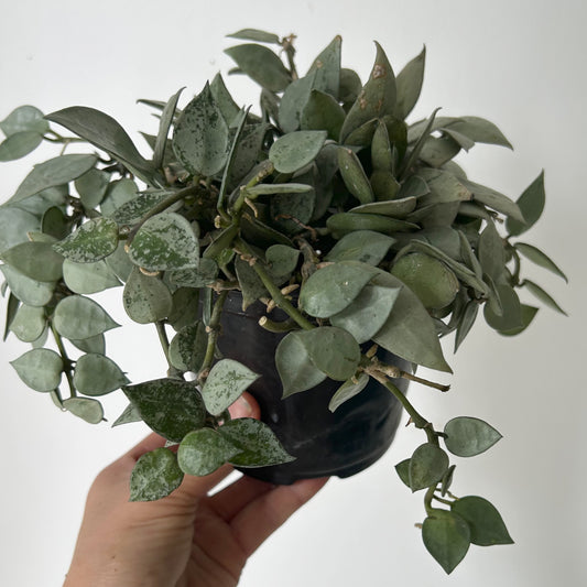 Hoya krohniana Silver 5”pot