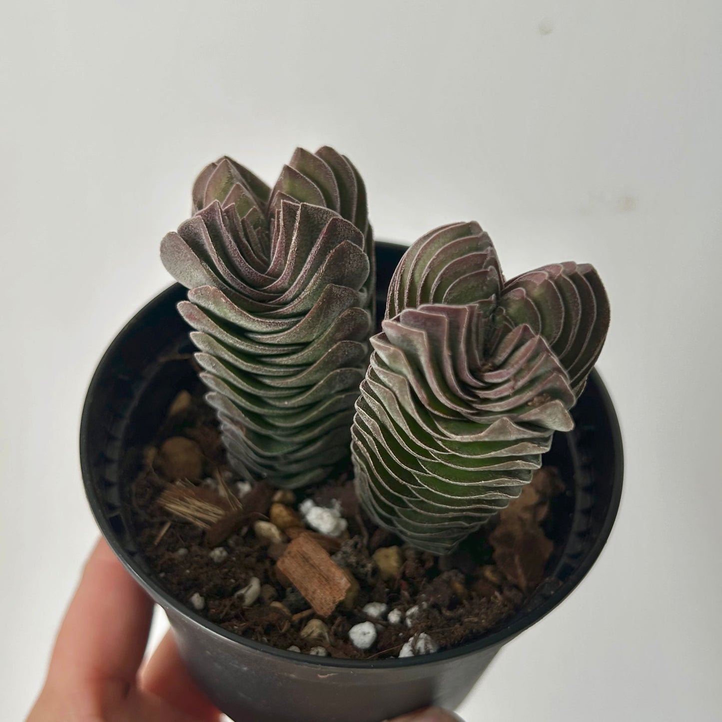 Crassula Capitella Pagoda Buddha’s Temple” 3.5” pot