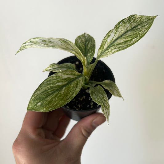 Spathiphyllum Variegated "Jessica" 2.5”pot