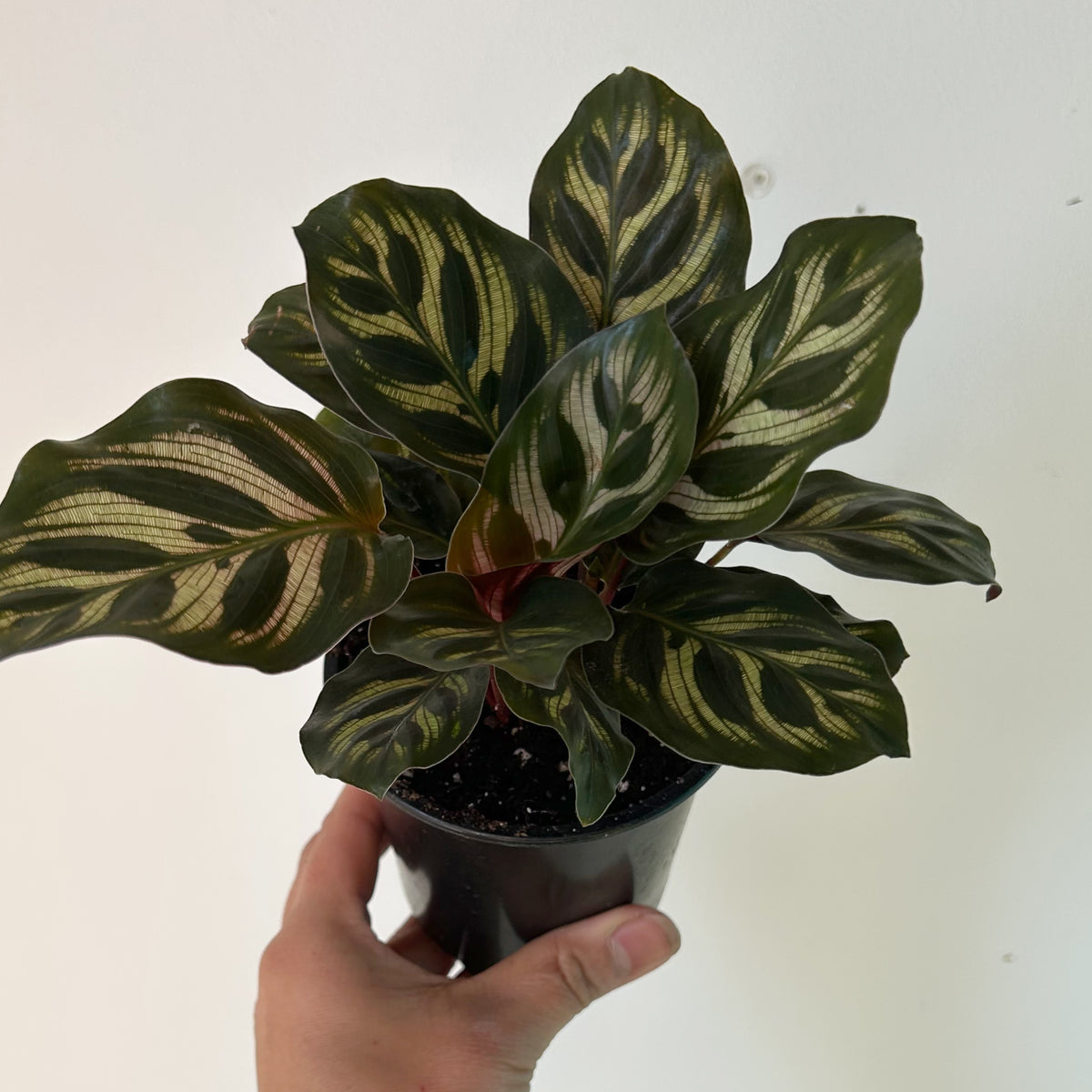Calathea makoyana ‘Peacock’ 3.5” pot