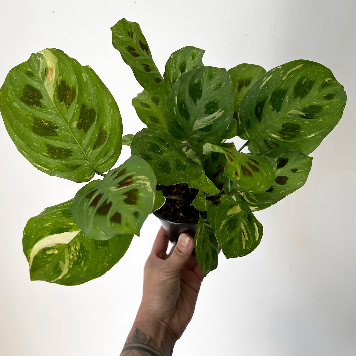 Maranta leuconeura 'Beauty Kim 4” pot