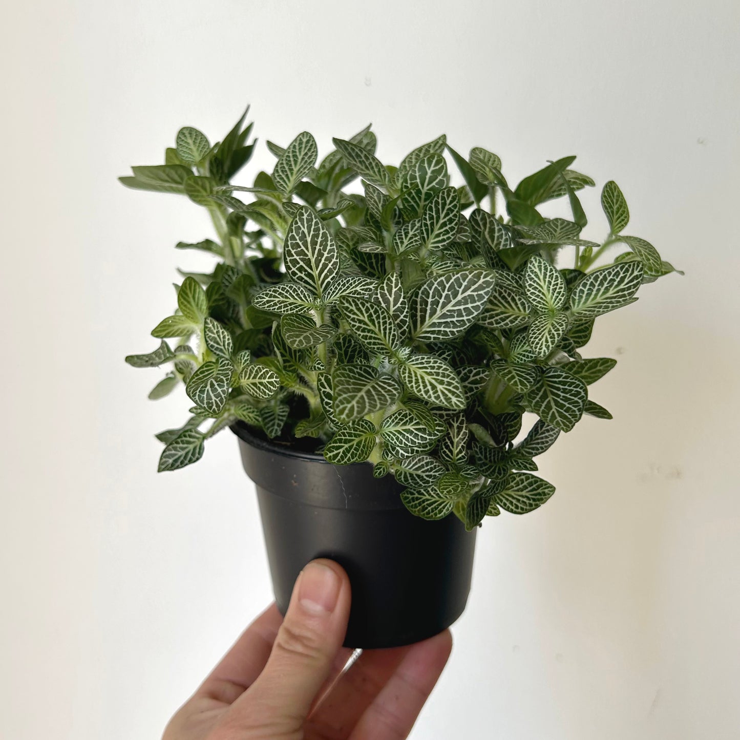 Nerve Plant (Fittonia) 3.5”Pot