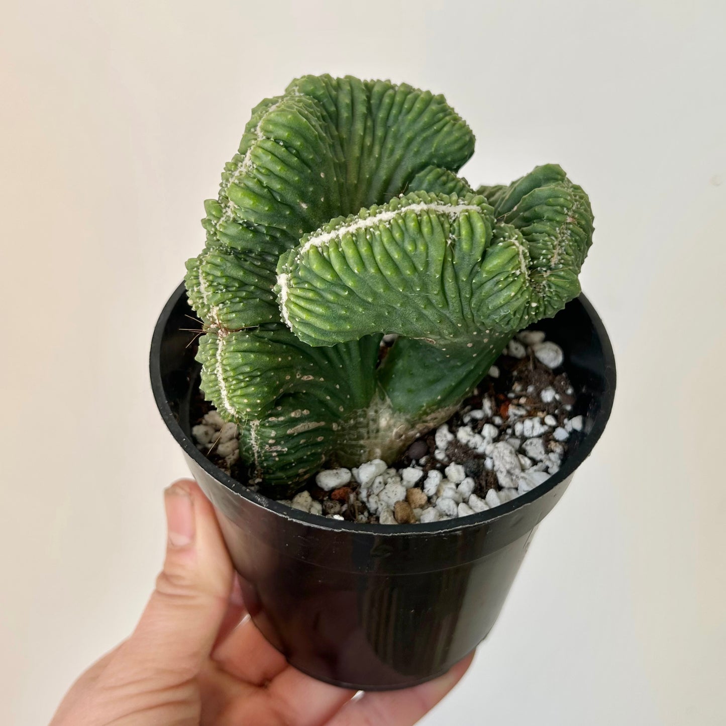 Crested Cereus monstrose 4” pot