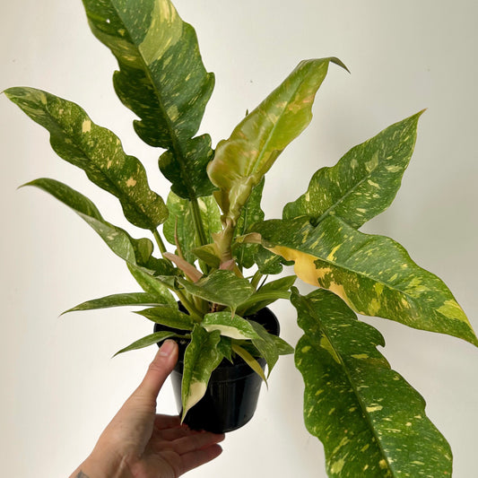 Philodendron "Ring of Fire" 6” pot