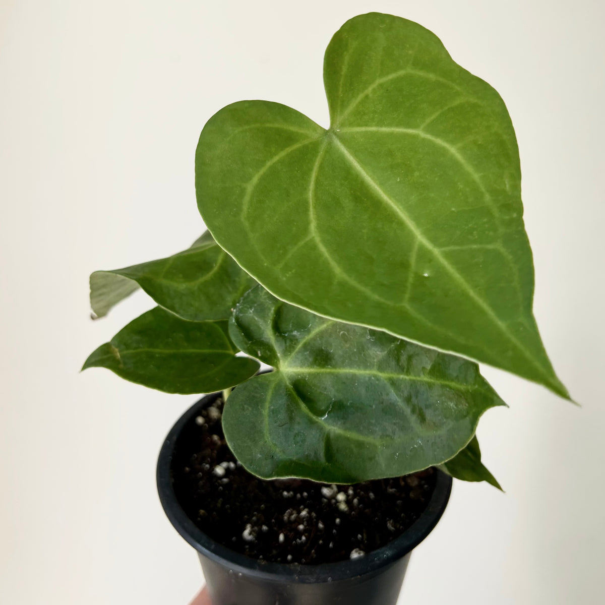 Anthurium Clarinervium 3.5”pot