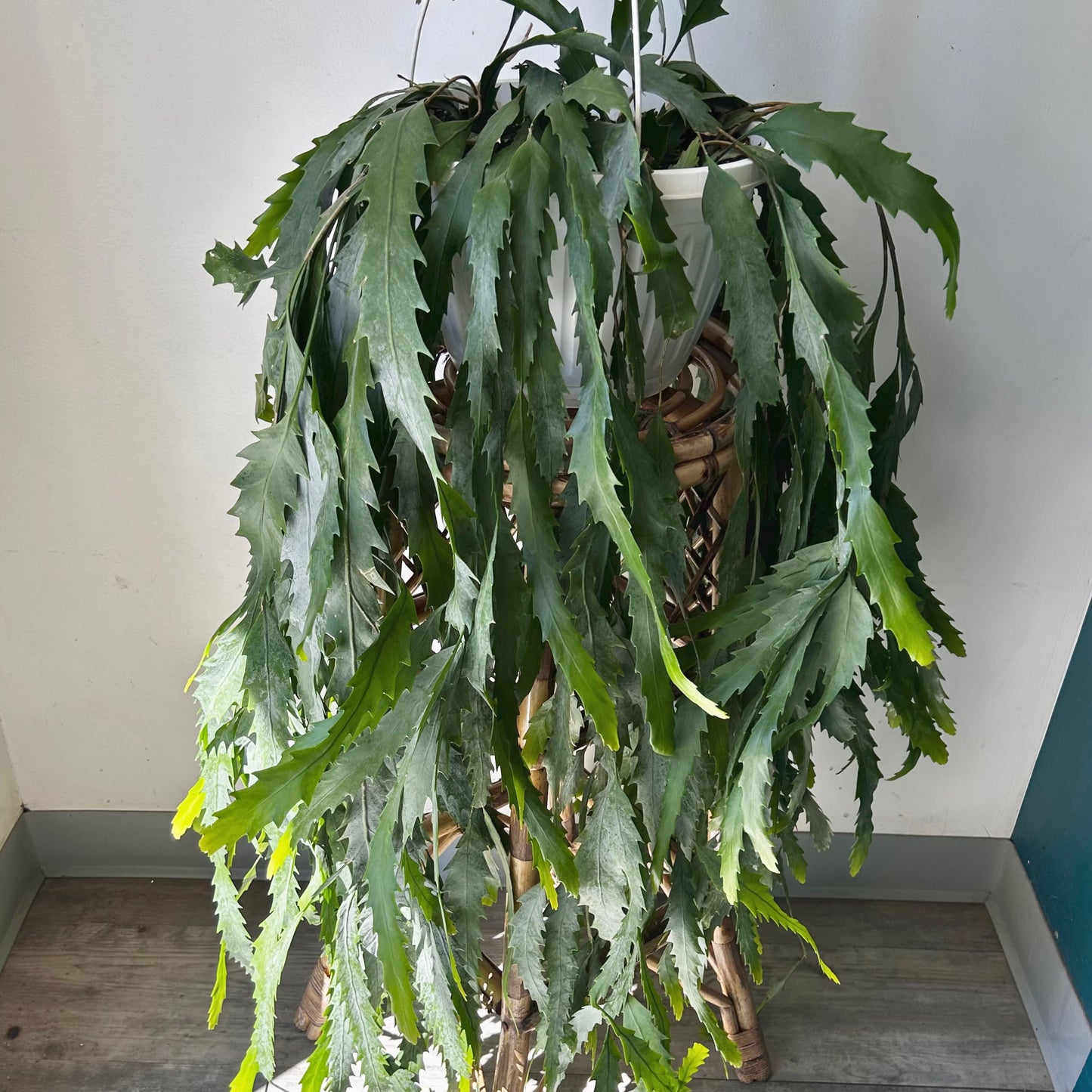 Snowdrop Cactus (Lepismium houlletianum) 10” hanging basket