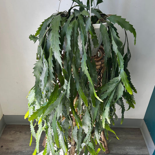 Snowdrop Cactus (Lepismium houlletianum) 10” hanging basket
