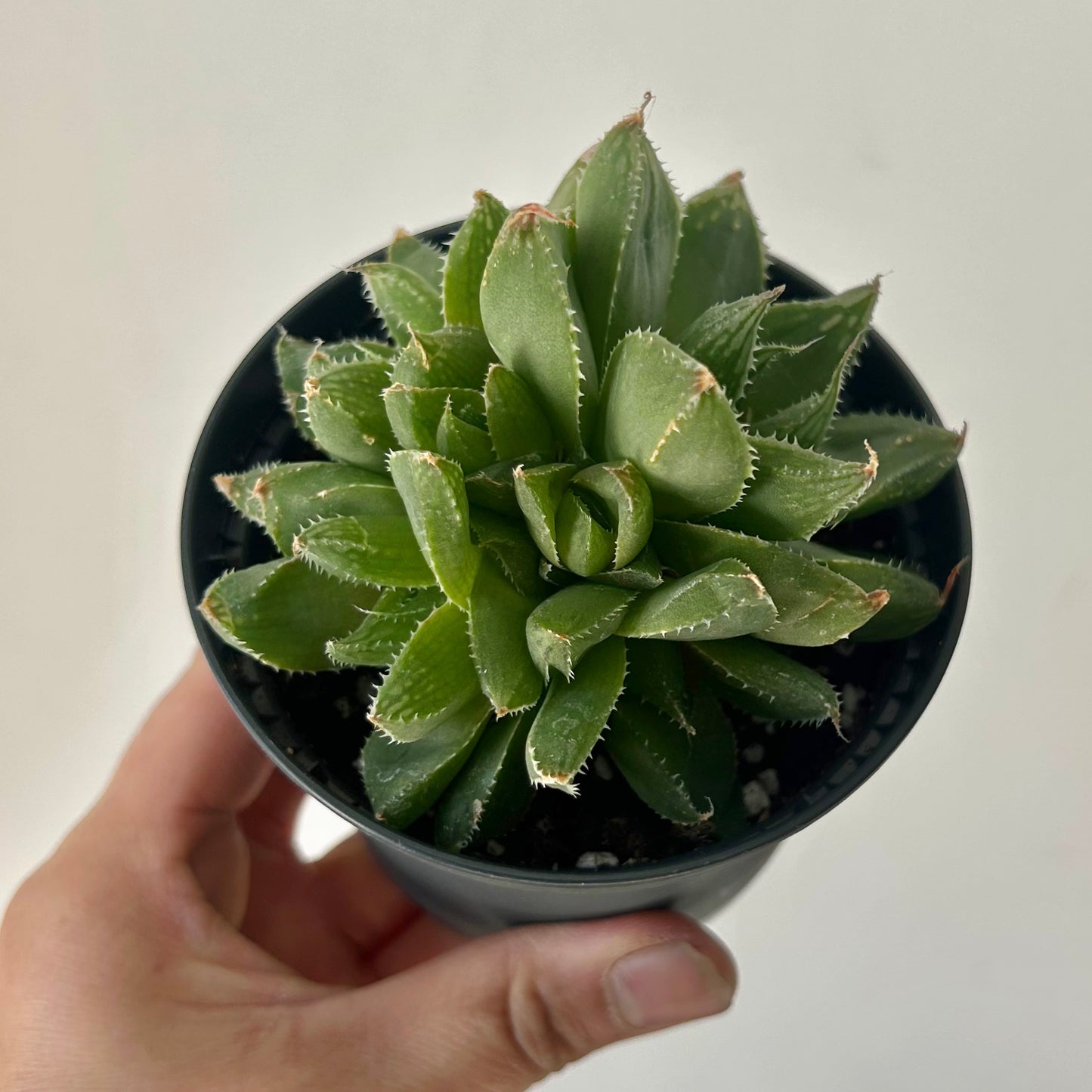 Haworthia cymbiformis var setulifera 3.5” pot