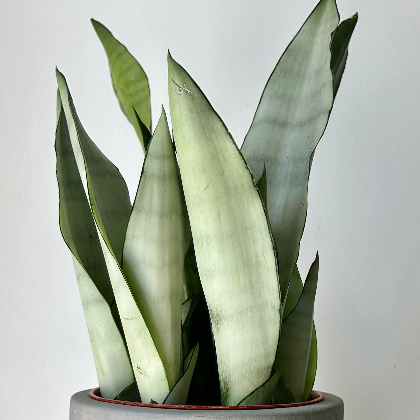 Sansevieria “Moonshine” 6” pot