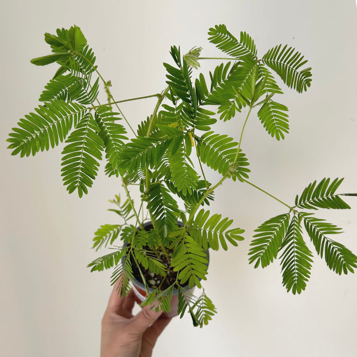Sensitive Plant (Mimosa Pudica) 4”pot