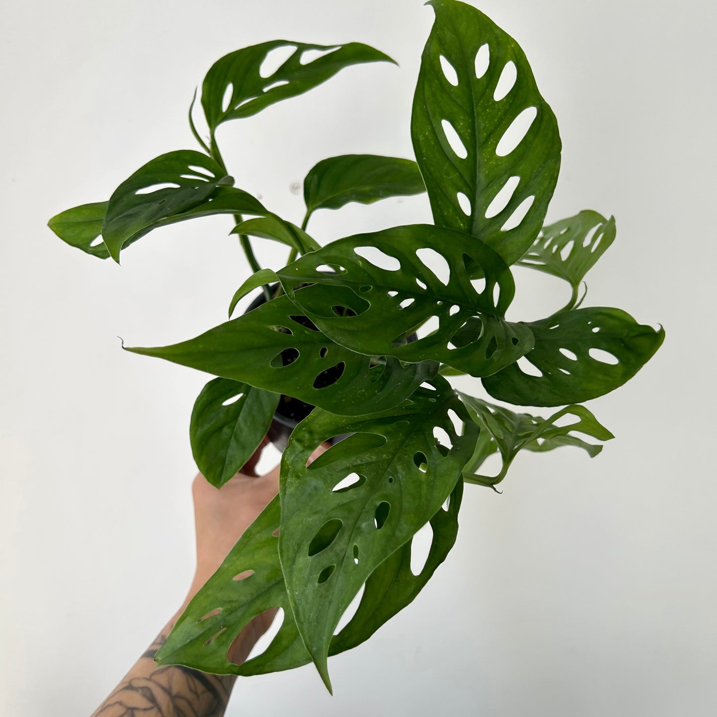 Monstera adansonii 4”pot