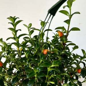 Goldfish Plant (Nematanthus) 6” Hanging Basket