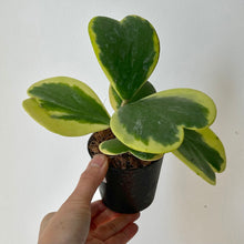 Load image into Gallery viewer, Sweetheart Hoya Variegated (Kerrii Var. Albomarginata) 3.25” pot

