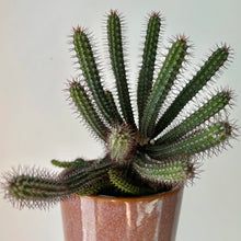 Load image into Gallery viewer, Euphorbia baioensis 4” pot
