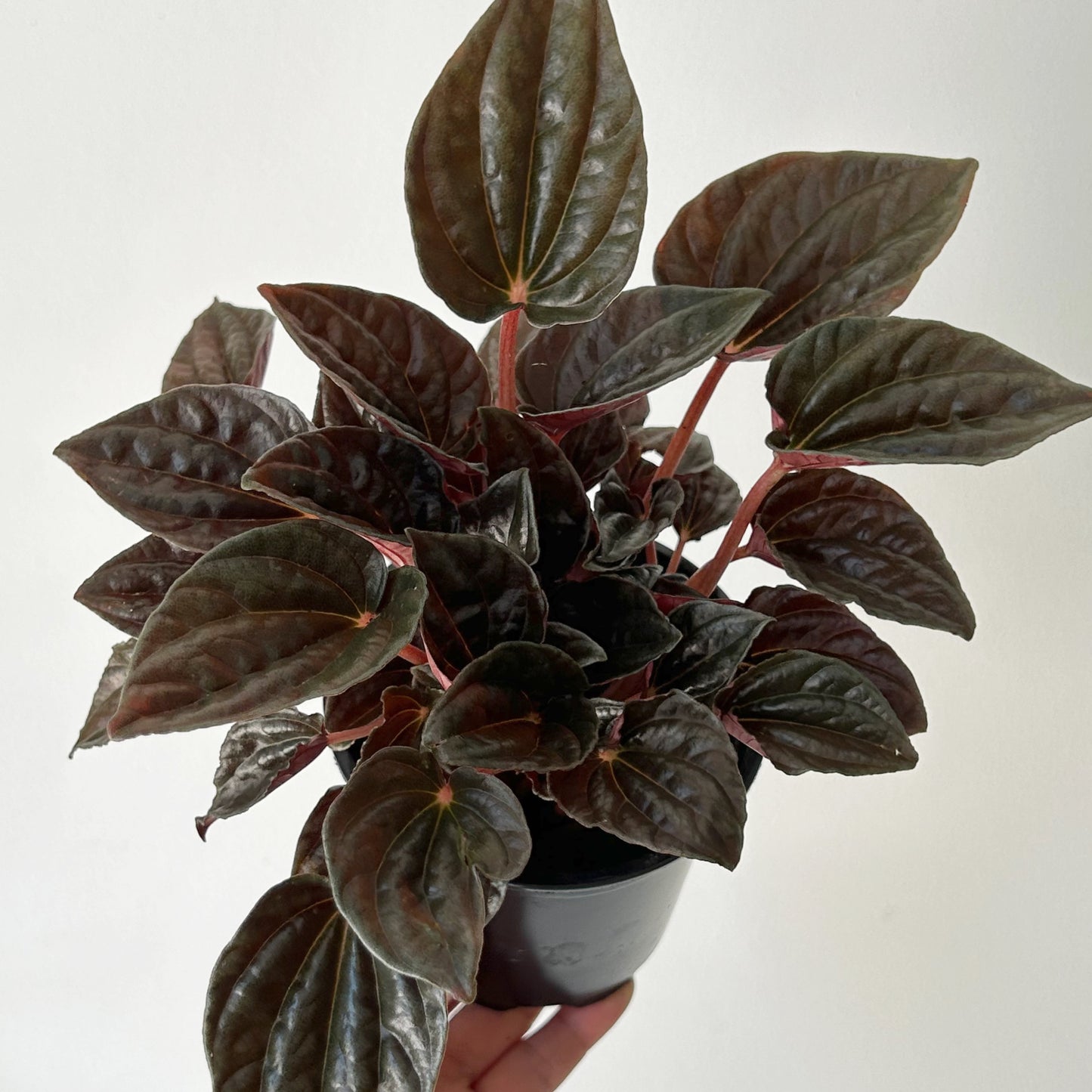 Peperomia caperata “Santiago” 4”pot