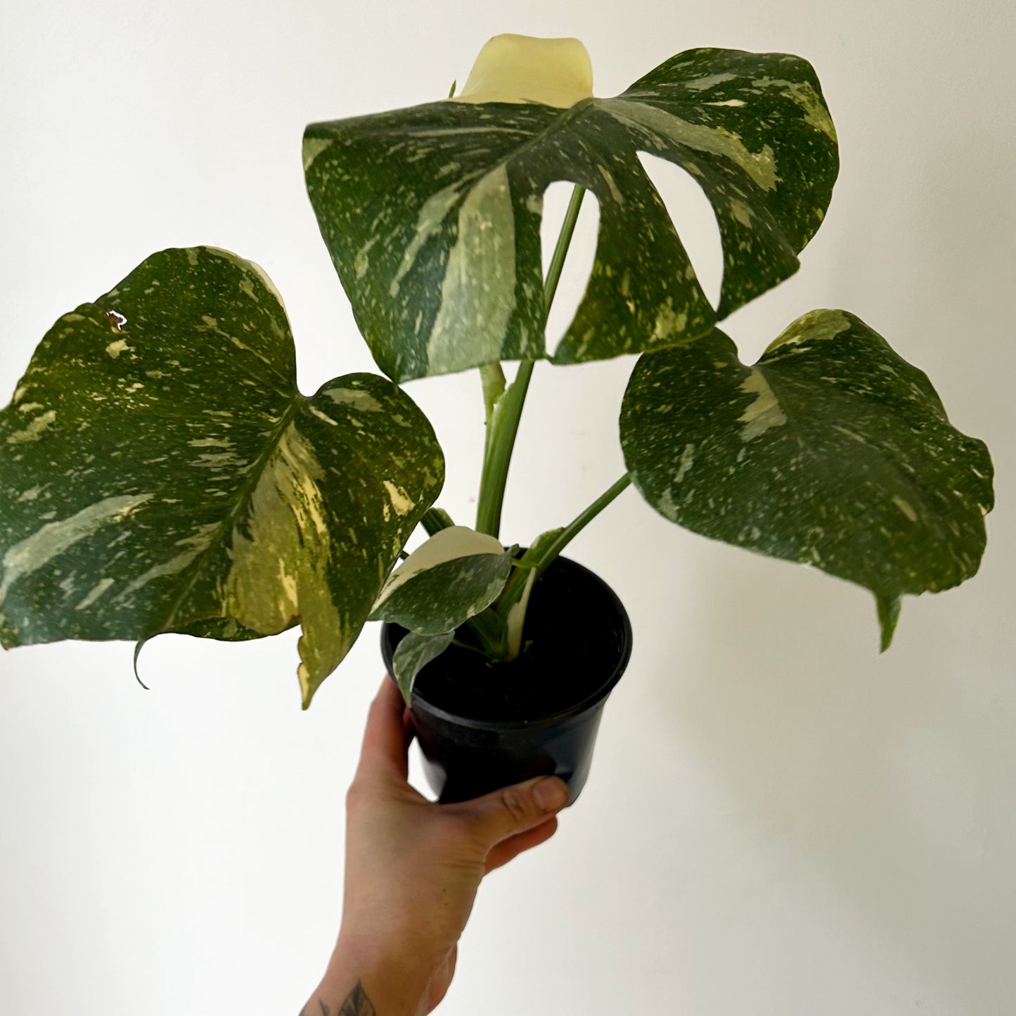 Monstera “Thai Constellation" 3.5”pot