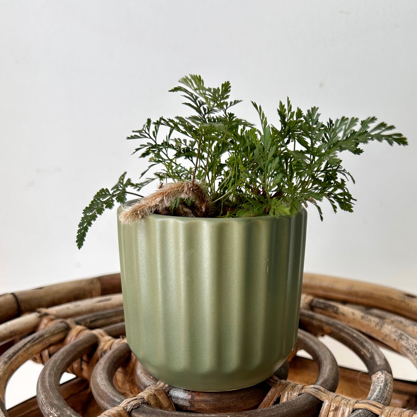 BEAM Decorative Planter (3”x3) available in two colours