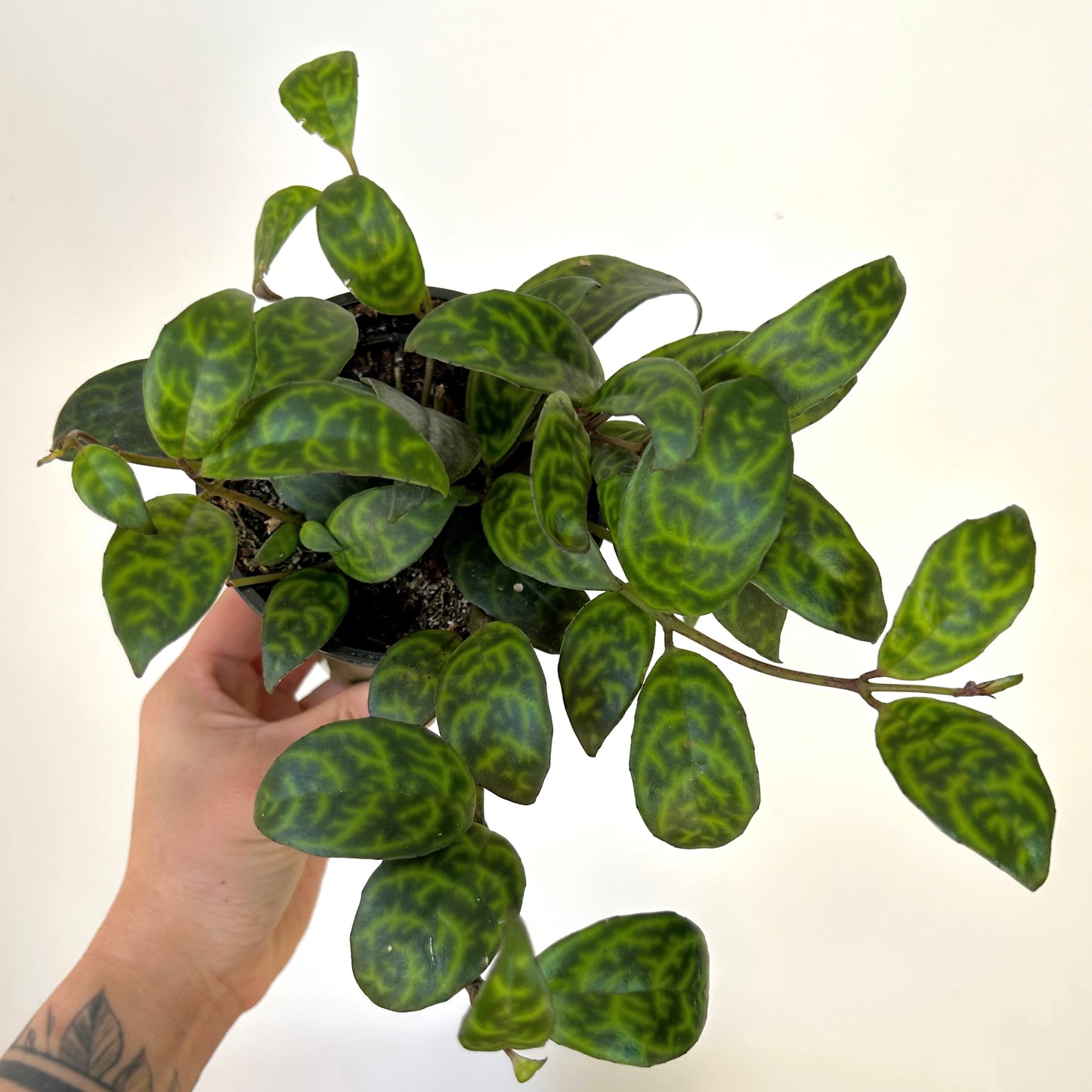 Black Pagoda Lipstick Vine 4” pot