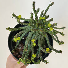 Load image into Gallery viewer, Euphorbia “Medusa’s Head” (Flanaganii) 5” pot
