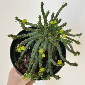 Euphorbia “Medusa’s Head” (Flanaganii) 5” pot