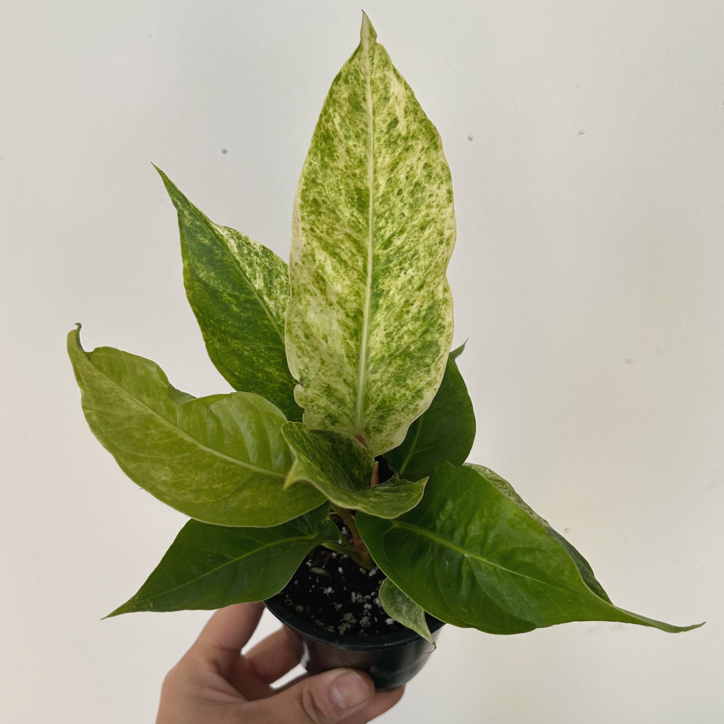 Variegated Birdnest Anthurium (Hookeri) 4" pot