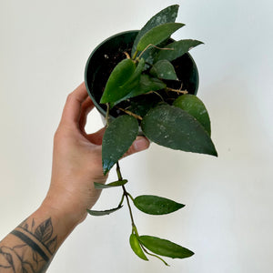 Hoya Caudata Sumatra  4" pot