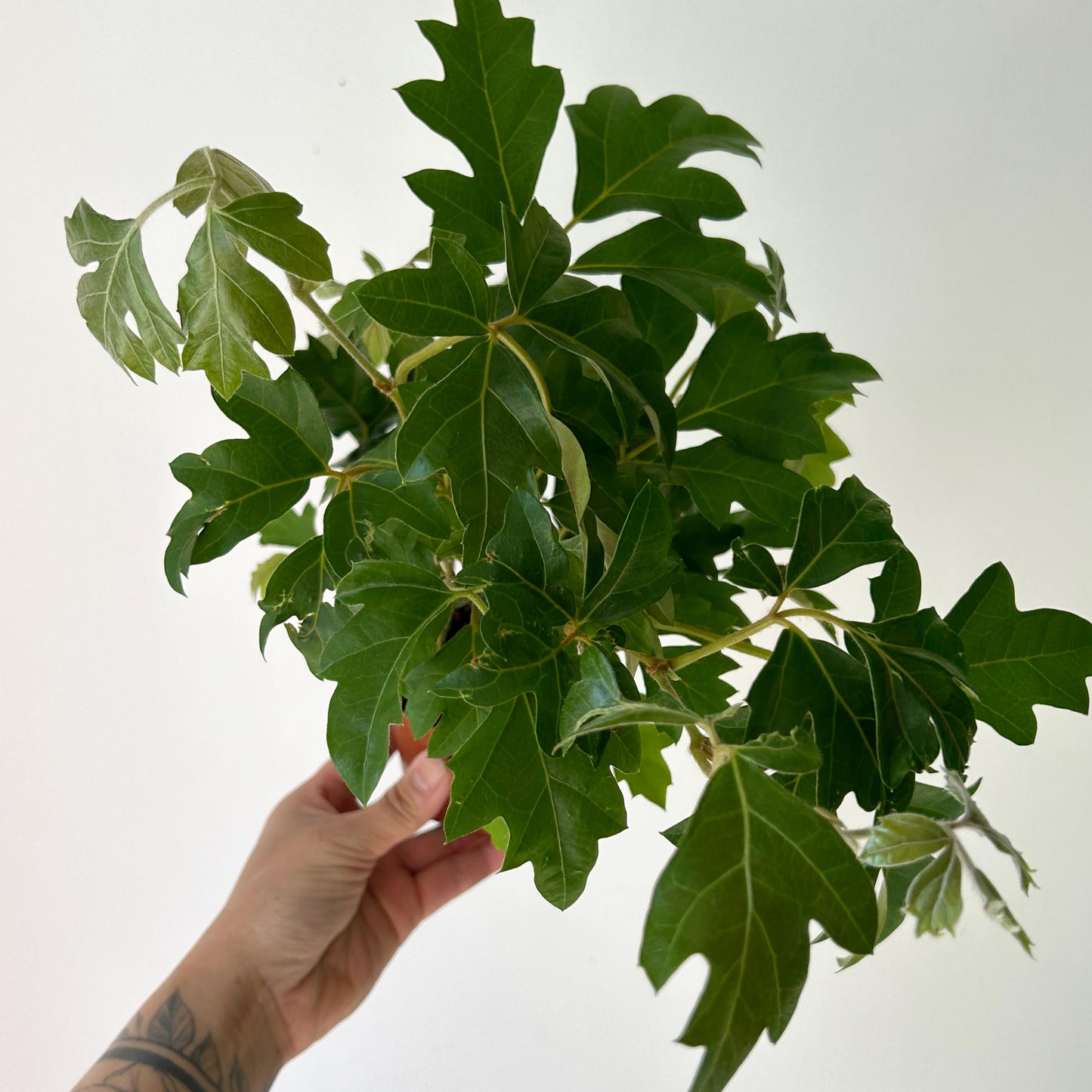 Grape Ivy (Cissus Rhombifolia) 4”pot