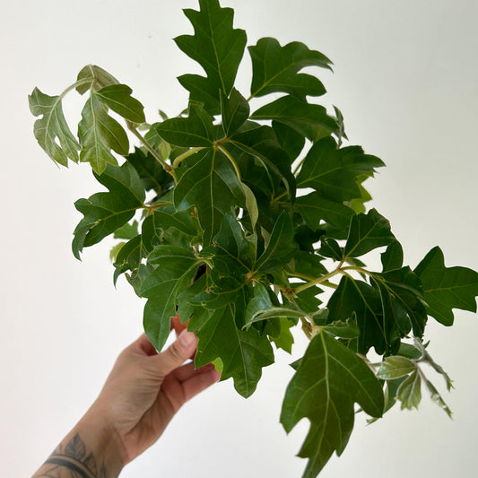 Grape Ivy (Cissus Rhombifolia) 4”pot