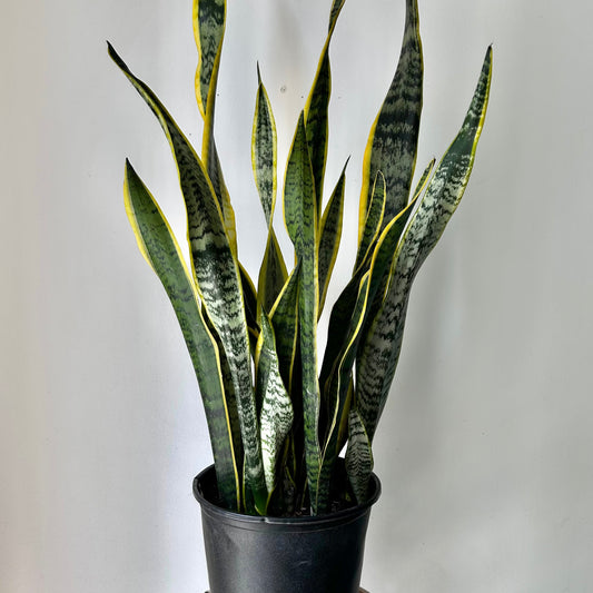 Sansevieria Laurentii approximately 3ft ft tall in 8.5”pot