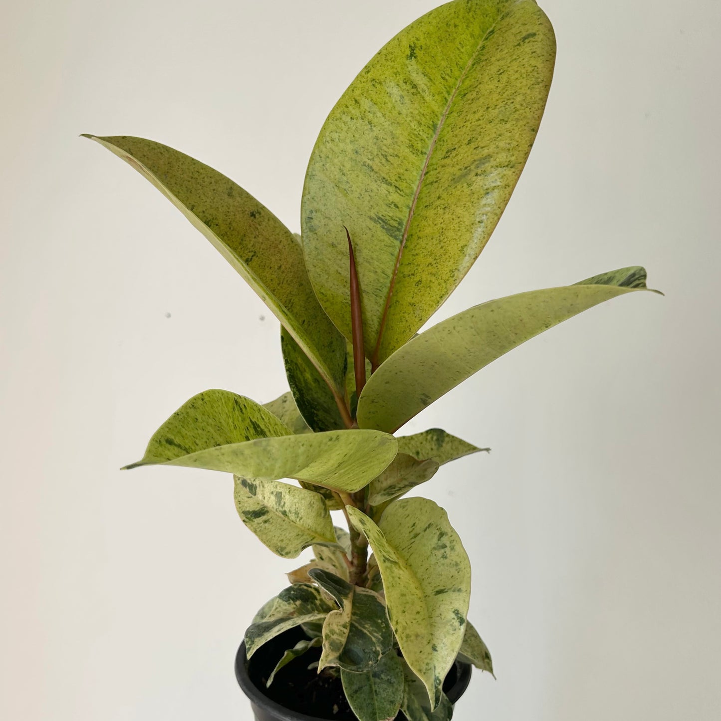 Ficus Shivereana Moonshine 4”pot