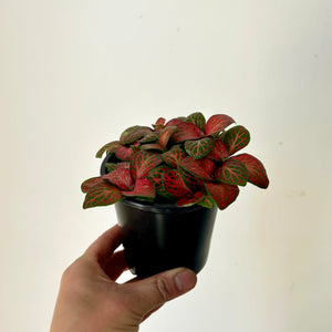 Nerve Plant "Red Cloud" (Fittonia) 3.5”pot