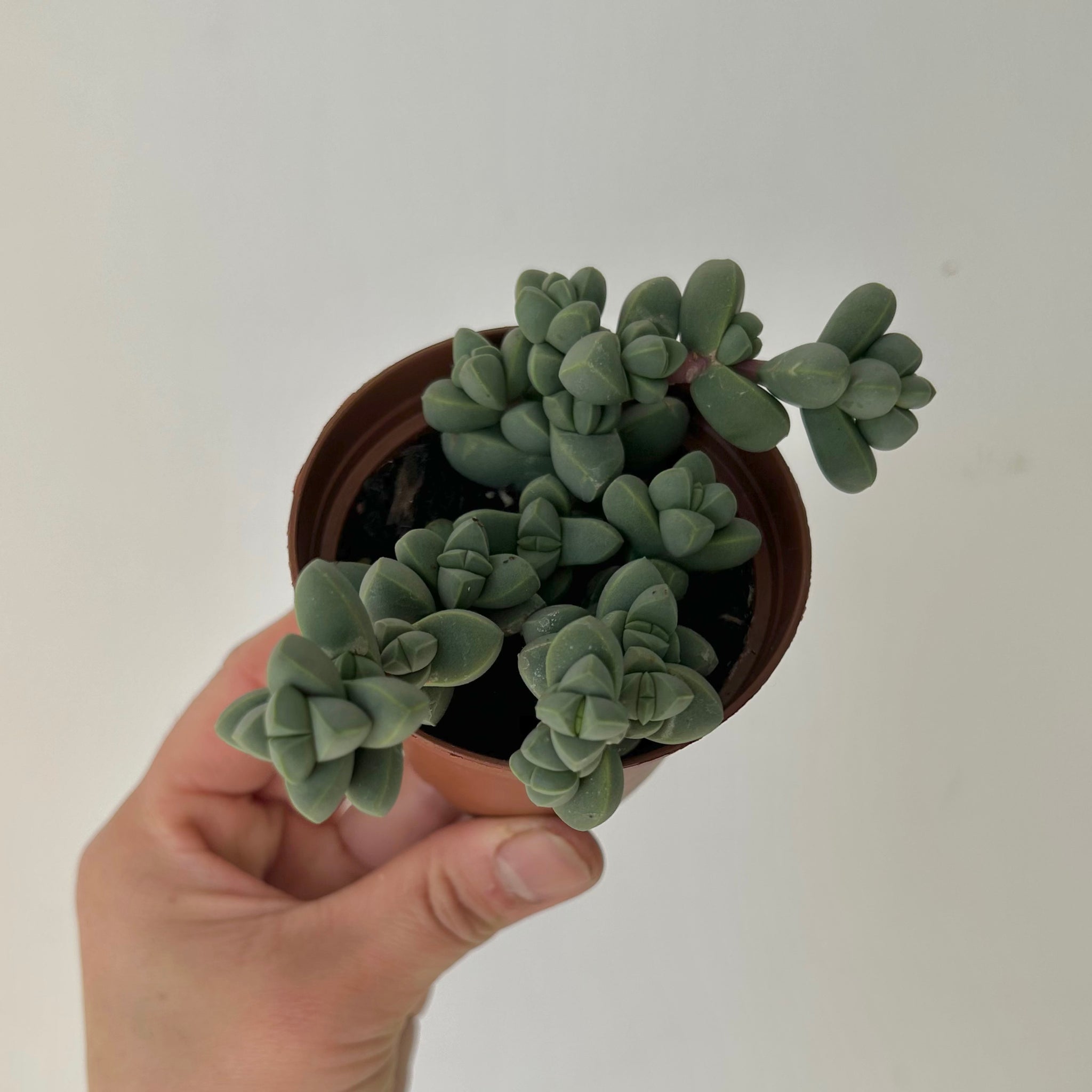 Echeveria Toxic To Dogs Succulent Plant Are Succulents Dangerous