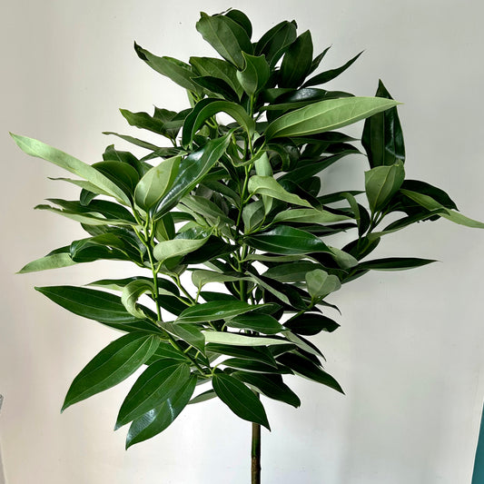 Cinnamon Tree approximately 5ft tall in 10” pot