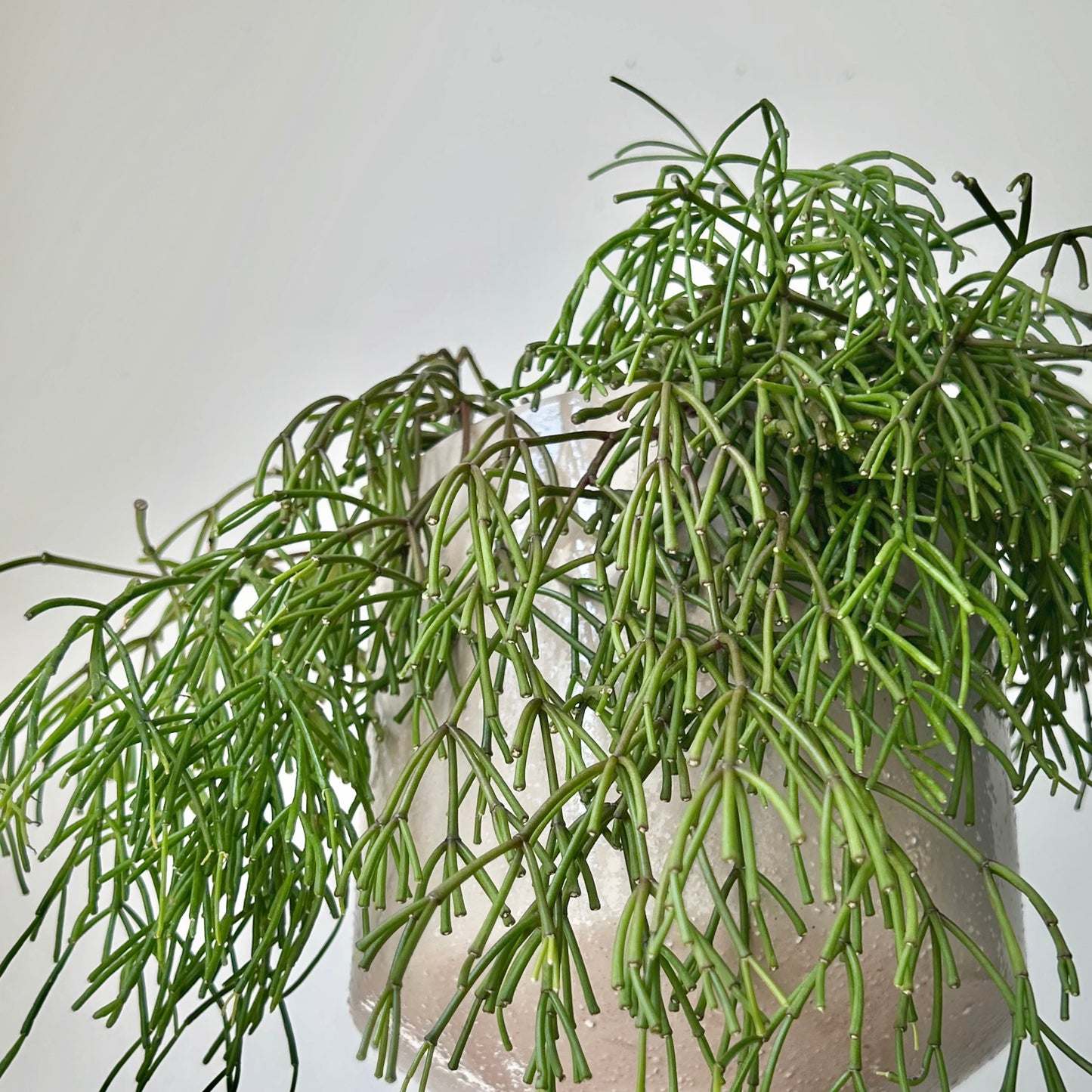 Rhipsalis clavata 6” hanging basket