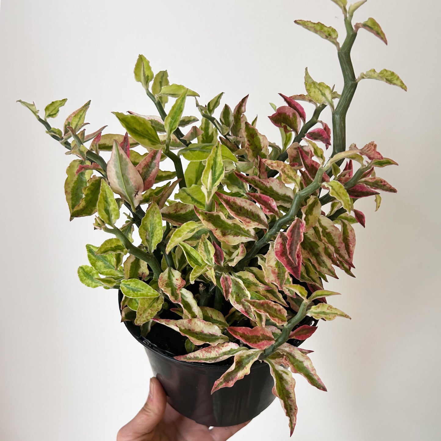 Variegated Devil’s Backbone Succulent (Euphorbia tithymaloides)