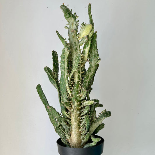 Variegated Opuntia “Joseph’s Coat” (two stalks) approximately 2 ft tall in 6.5”pot