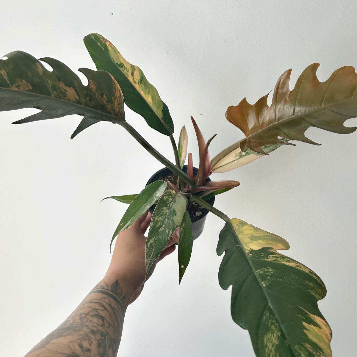 Philodendron’Caramel Marble’ 3.5” pot