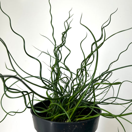 Corkscrew Rush (Juncus Spiralis), 4"Pot