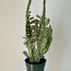 Opuntia Variegated “Joseph’s Coat” 4” pot