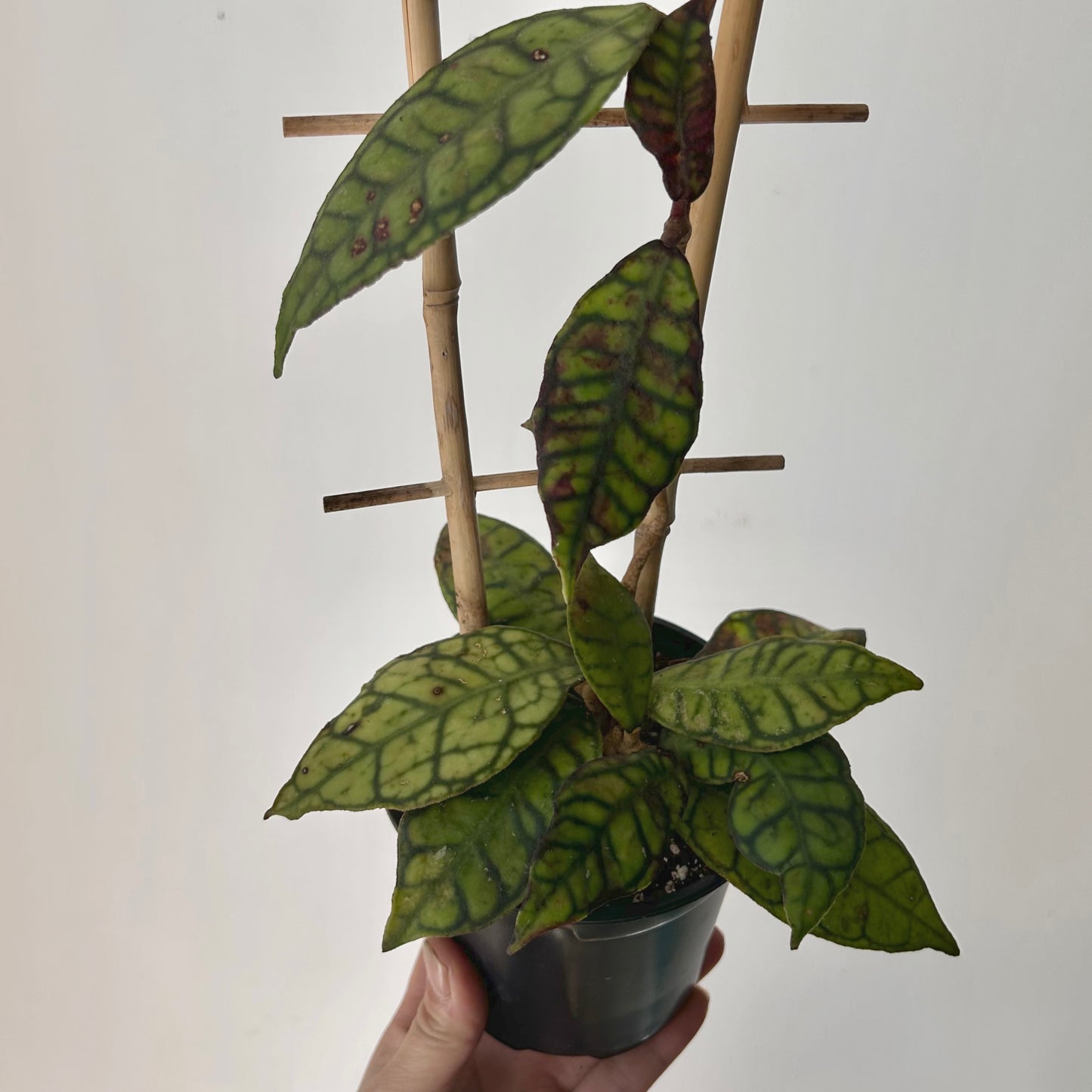 Hoya callistophylla on trellis 4.5”pot