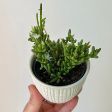 Load image into Gallery viewer, Clumpy mistletoe cactus in decorative ceramic pot 2.5” pot
