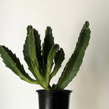 Load image into Gallery viewer, Stapelia grandiflora 3.5” pot
