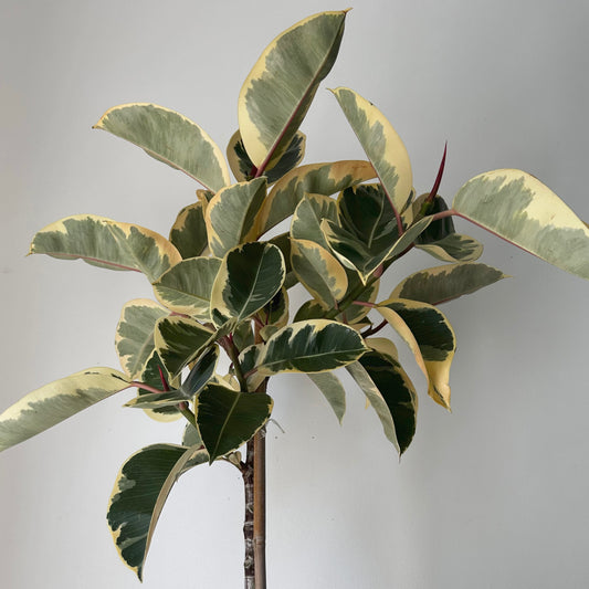 Ficus Elastica “Tineke” approximately 4ft tall in 10”pot