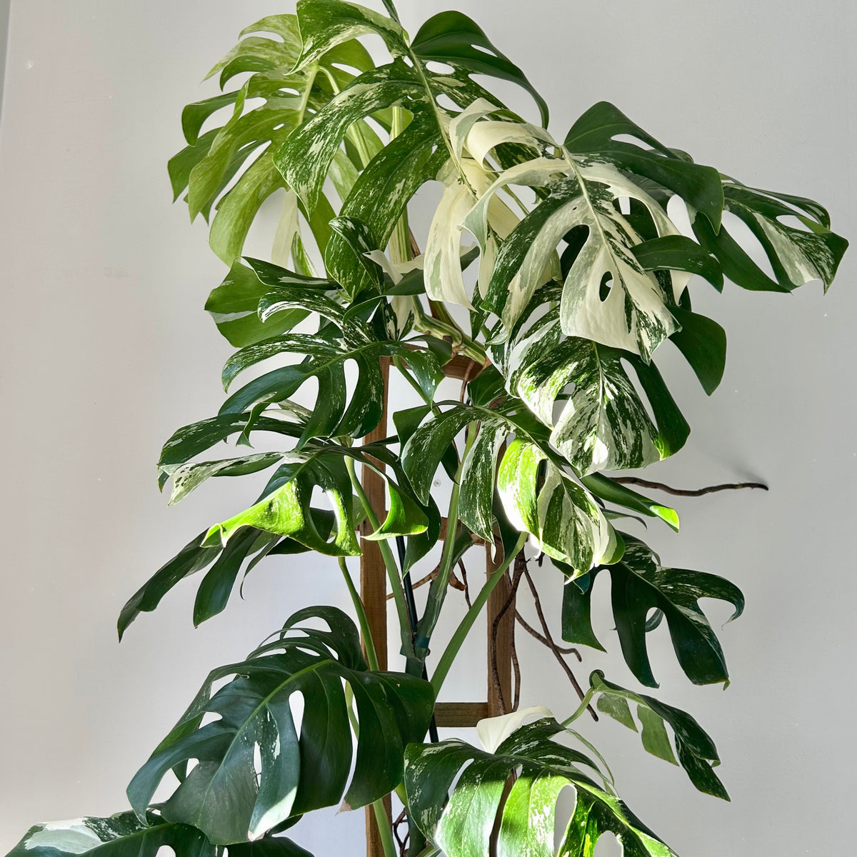 Monstera Albo Variegata (on trellis ) approximately 4ft tall in wood trellis in 10” pot