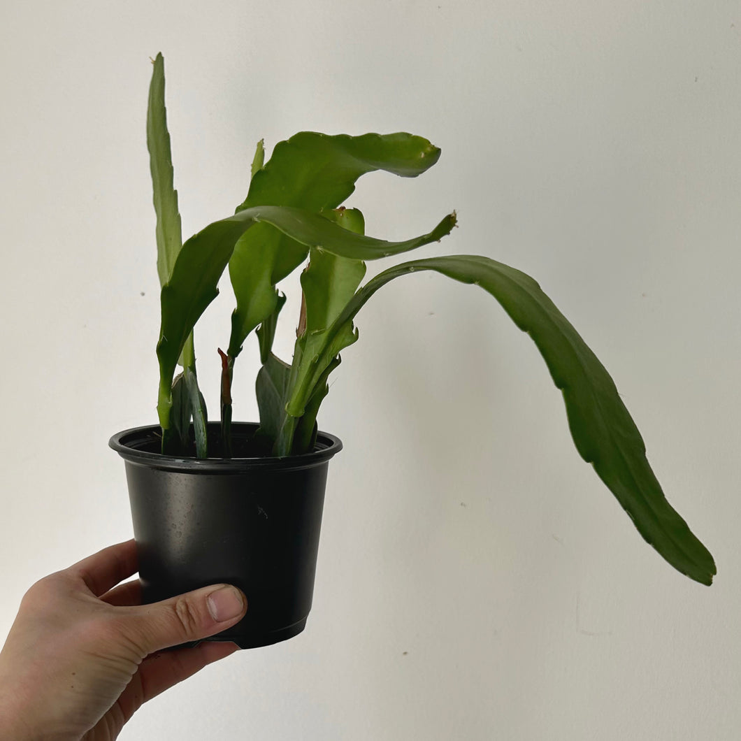 Orchid Cactus (Epiphyllum) 4” pot