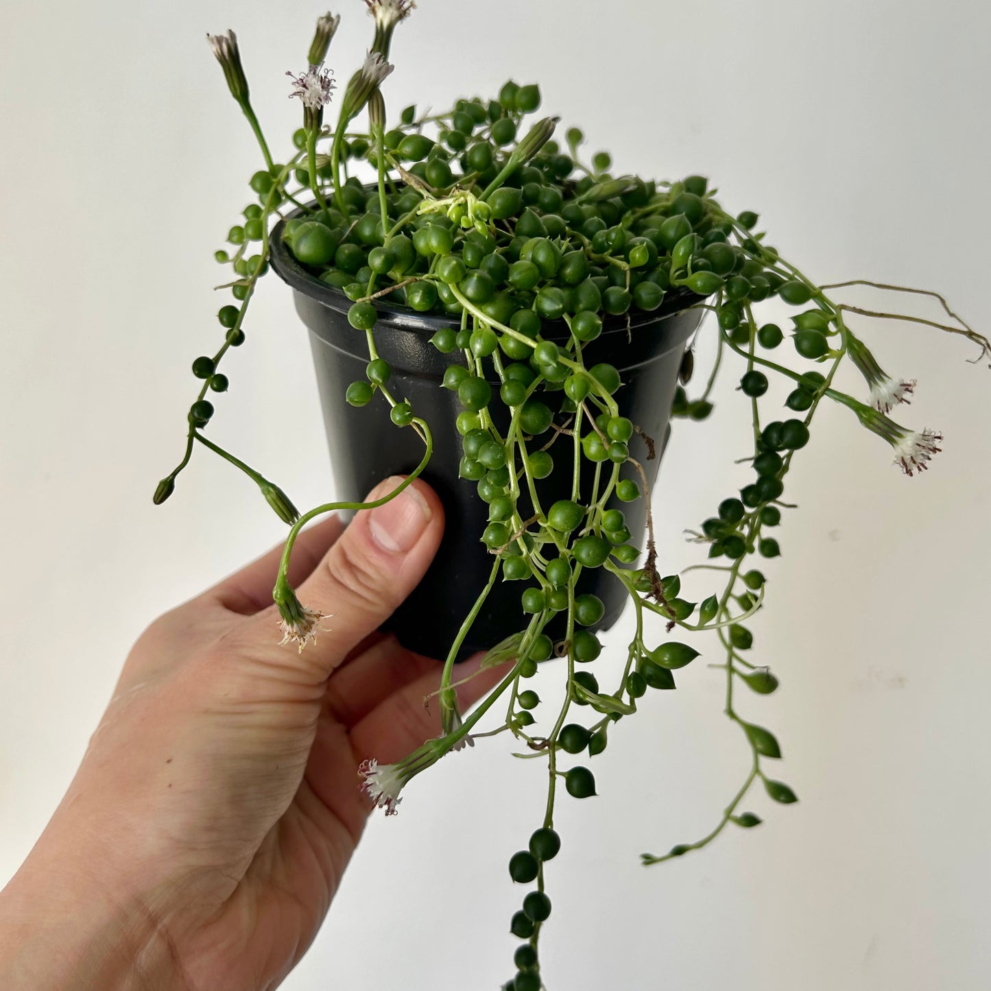String of Pearls (Senecio) 4”pot