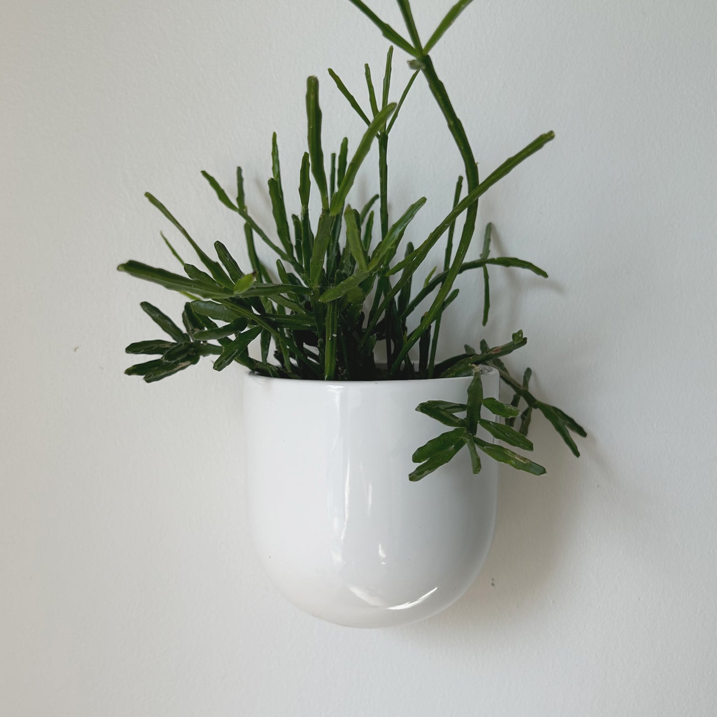 MADDOX Ceramic Wall Pot (3.75”x3.5”) available in Black & White