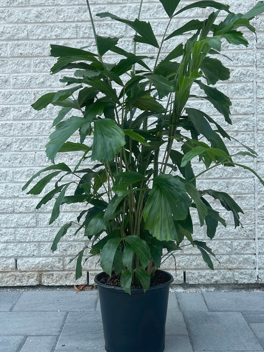 Fish Tail Palm (Caryota mitis) approximately 4 ft tall in 10” pot